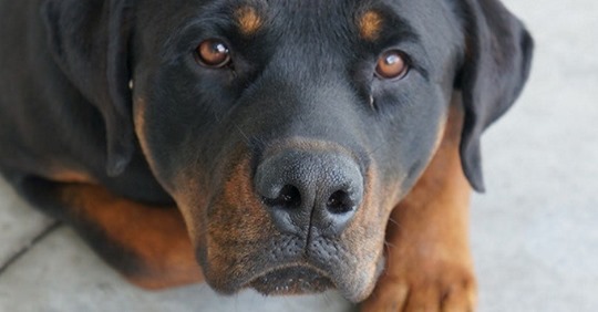 Une femme de 80 ans tombe et ne peut plus se relever : 4 chiens arrivent et tout s’accélère