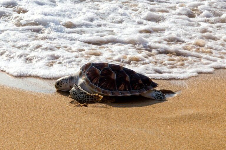 Les tortues n’avaient plus autant pondu depuis 20 ans en Thaïlande, sur les plages désertées par les touristes