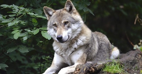 Le loup est désormais une espèce protégée en Europe – peu importe l’endroit où ils se trouvent