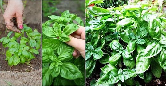 Comment cultiver un basilic géant : le secret des jardiniers