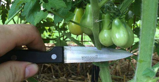 Cette astuce 100% naturelle vous permettra d’augmenter votre récolte de tomates