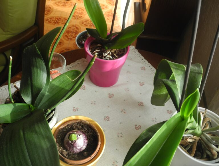 Comment faire refleurir vos plantes d’intérieur
