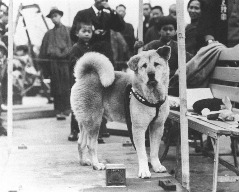 L’histoire touchante d’Hachiko, le chien qui a attendu son défunt maître pendant 10 ans