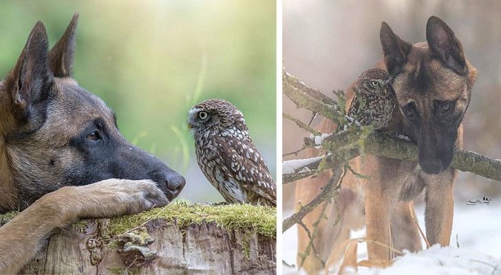 Cette photographe a réussi à immortaliser la tendre amitié entre un chien et son amie chouette