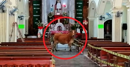 Une vache destinée à l’abattage s’échappe de l’abattoir et se cache dans l’église : elle semble “prier pour sa vie”