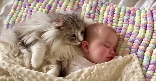 Un géant maine coon dort près d’un bébé dans une vidéo émouvante