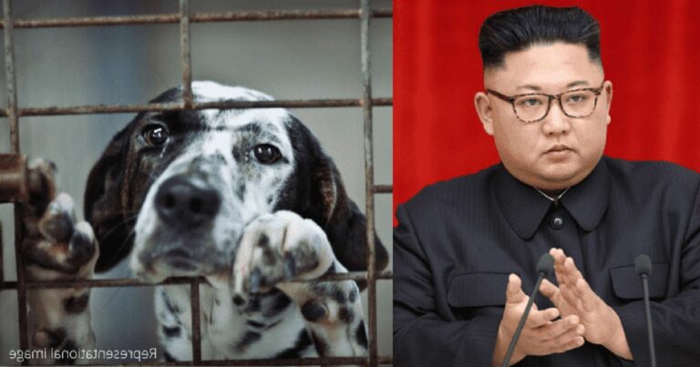 Kim Jong-un oblige les gens à sacrifier leurs chiens de compagnie pour les utiliser dans des restaurants