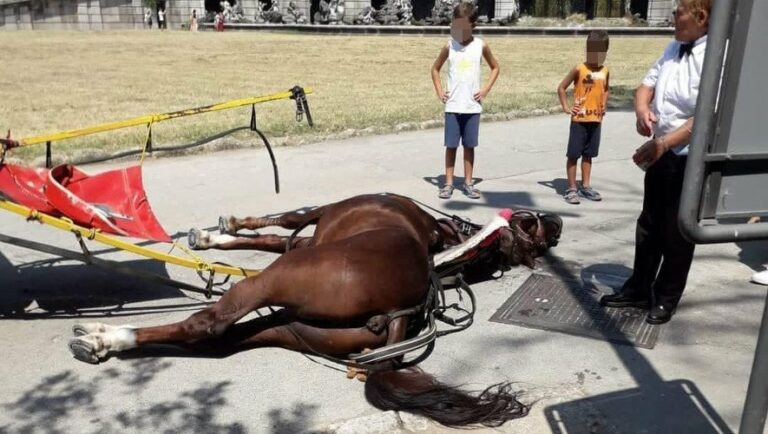 Le cheval meurt d’épuisement alors qu’il tirait une calèche pour touristes à plus de 36° à l’ombre