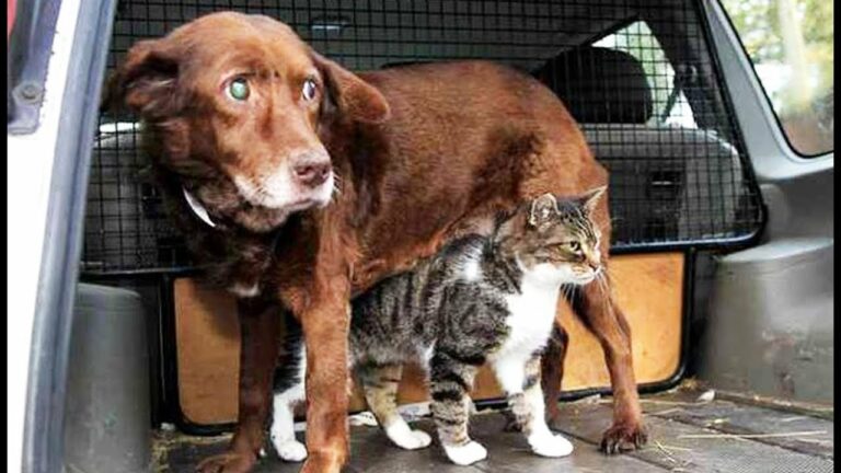 Quand un Chat devient le Guide d’un Chien aveugle