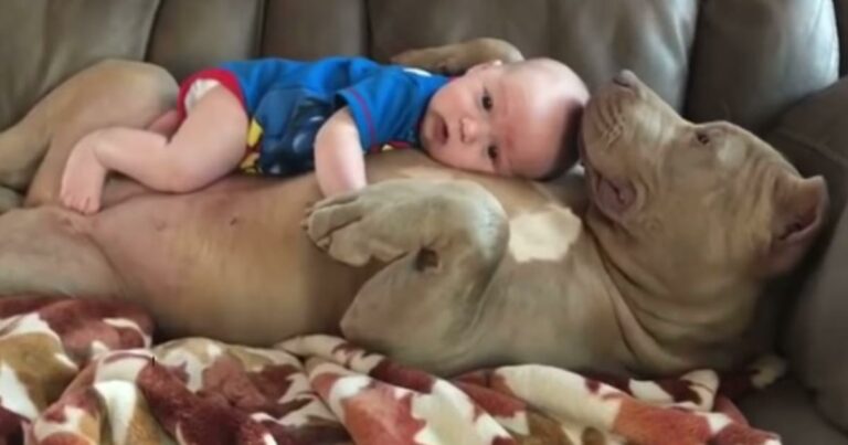 Un père filme son enfant en train de faire la sieste avec un pit-bull