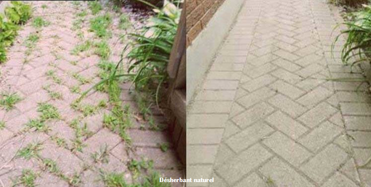 Désherbant naturel : 5 astuces pour vous débarrasser des  mauvaises herbes  de votre potager, terrasse…