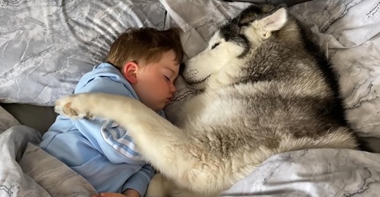 Un husky refuse de quitter le lit du fils de son propriétaire et finit par s’endormir avec lui