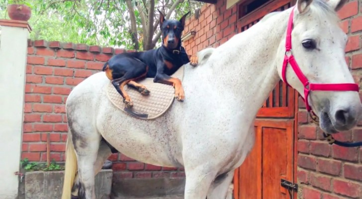 On l’appelle “le chien qui murmurait à l’oreille des chevaux” : avec cette vidéo vous comprendrez pourquoi!