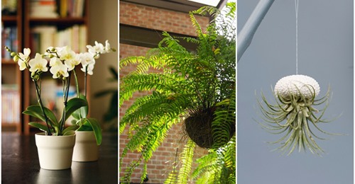 Plantes Qui Absorbent l’Humidité Naturellement Dans Toute la Maison