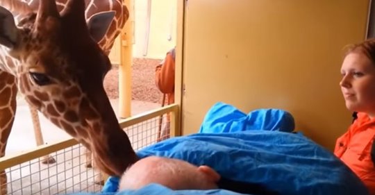 Le gardien du zoo est malade et cette girafe le salue pour la dernière fois avec un « baiser »
