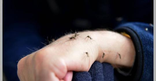 Pourquoi les moustiques attaquent toujours les mêmes personnes ?