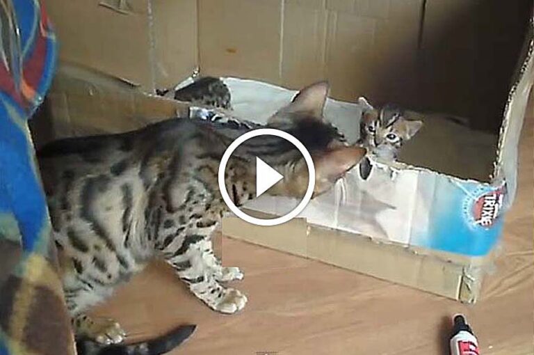 Maman Bengal parle avec son Chaton ? (vidéo)