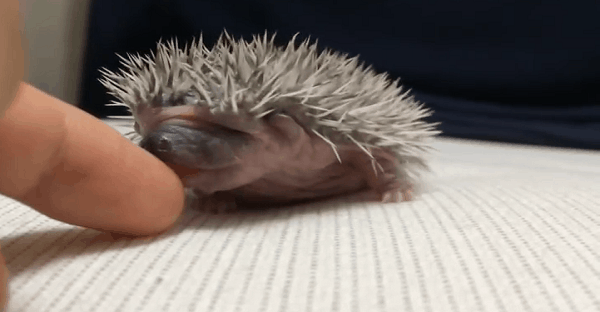 Ce petit bébé hérisson est trop mignon, il va vous faire craquer !