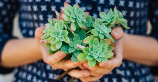 5 plantes d&rsquo;intérieur increvables pour celles et ceux qui n&rsquo;ont pas la main verte