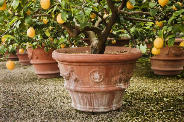 Comment faire planter et entretenir un citronnier dans la maison