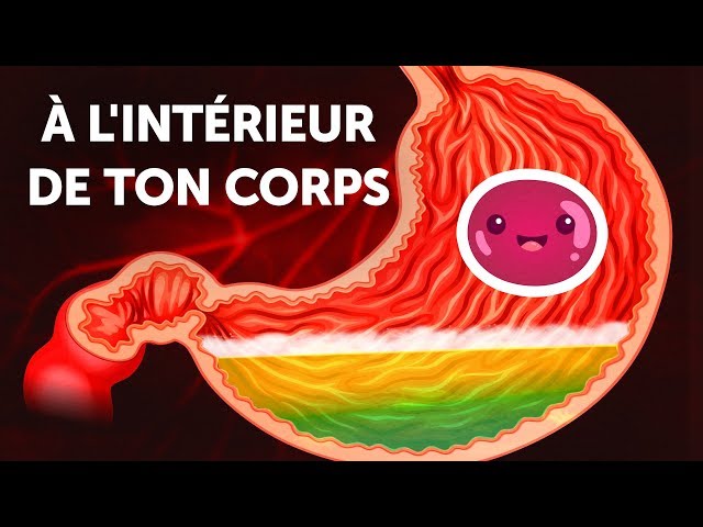 Un voyage à l’intérieur de ton corps