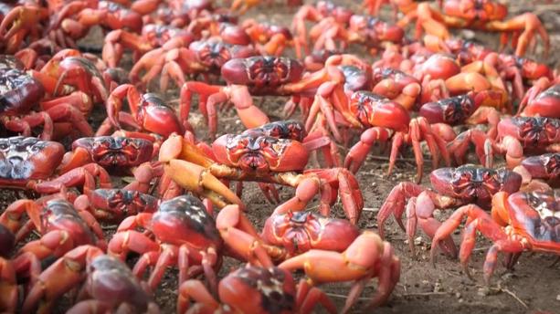 Des millions de crabes rouges débutent leur géante migration en Australie