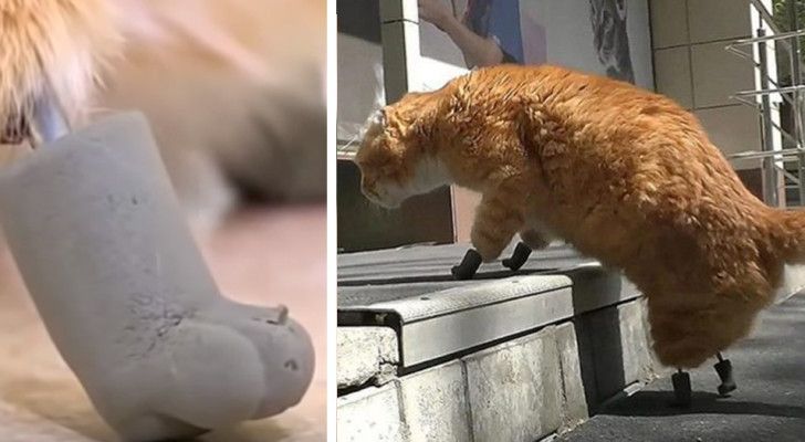 Le gel avait rendu ce chat invalide : c’est maintenant le premier au monde à avoir quatre pattes bioniques