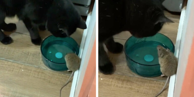 Un garçon découvre que son chat s’est lié d’amitié avec la souris qu’il pourchassait depuis des jours