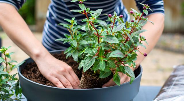L’Astuce d’un fleuriste pour savoir si vos plantes ont besoin d’eau (Ou Pas)