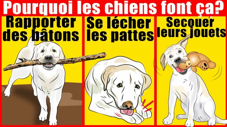 La signification des 21 comportements canins les plus étranges