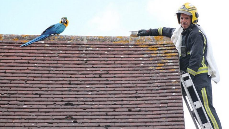 Un perroquet coincé sur le toit d’une maison insulte un pompier venu le secourir.