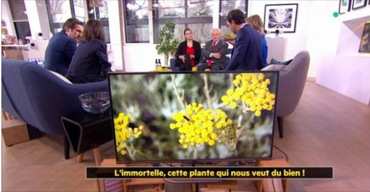 La fleur immortelle, cette plante qui nous veut du bien