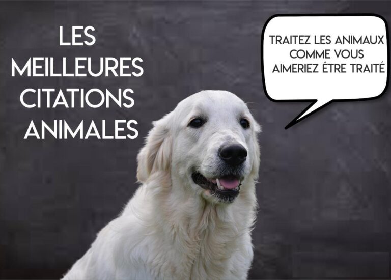 Les meilleures phrases sur l’amour pour les animaux