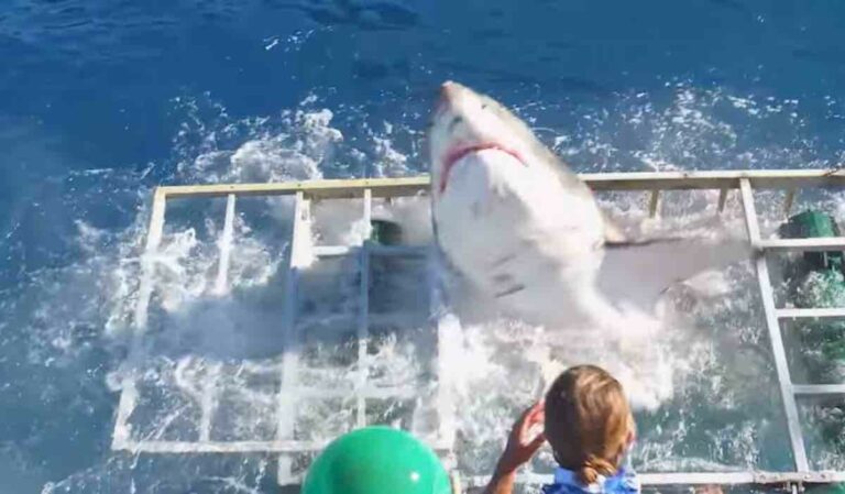 Découvrez le moment où un grand requin blanc s’invite dans la cage d’un plongeur