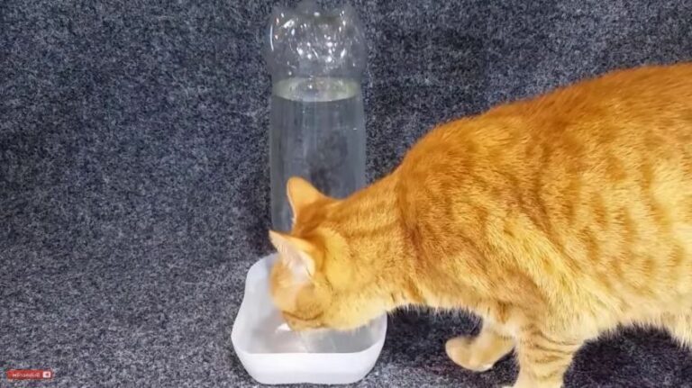 Comment fabriquer un distributeur d’eau pour chat et chien ?