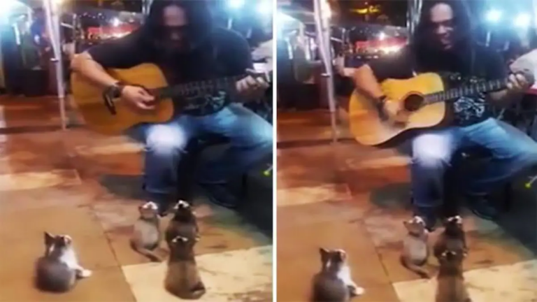Un chanteur de rue était ignoré par tout le monde, puis 4 chatons sont venus manifester leur soutien