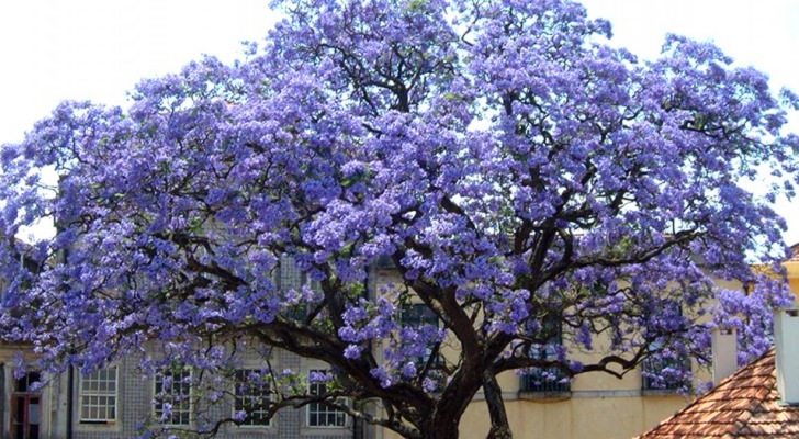 L’arbre Paulownia pousse en un temps record et peut produire jusqu’à 4 fois plus d’oxygène que les autres