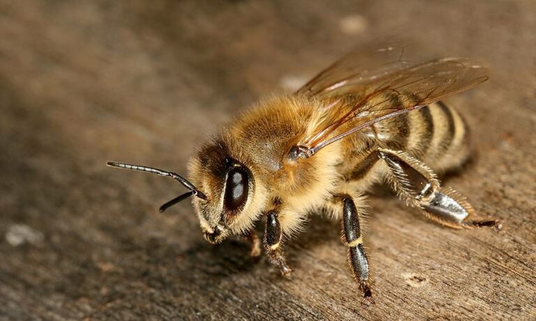 Un nouveau type d’abeille a des dents et mange de la viande !