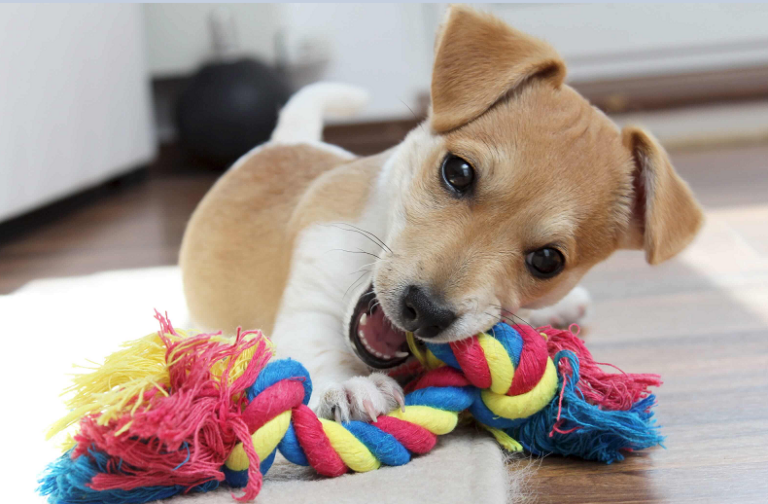 10 choses qui peuvent être fatale pour votre chien !