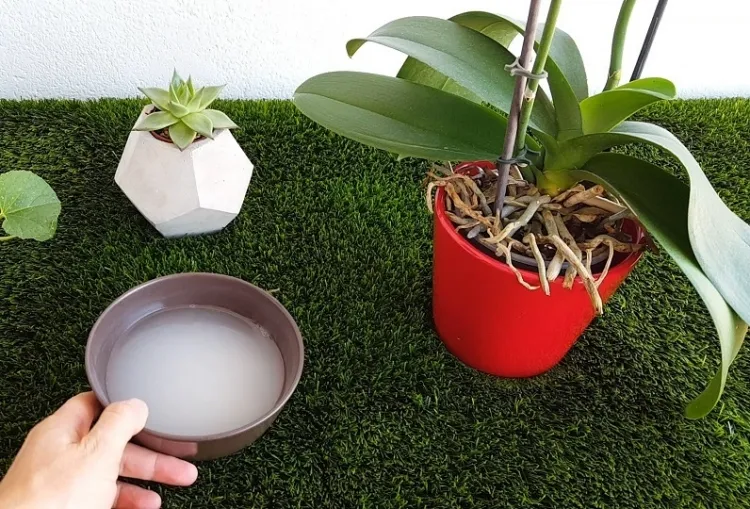 Comment exploiter l’eau de riz pour nourrir les plantes