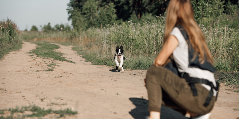 5 conseils pour gagner la confiance d’un chien