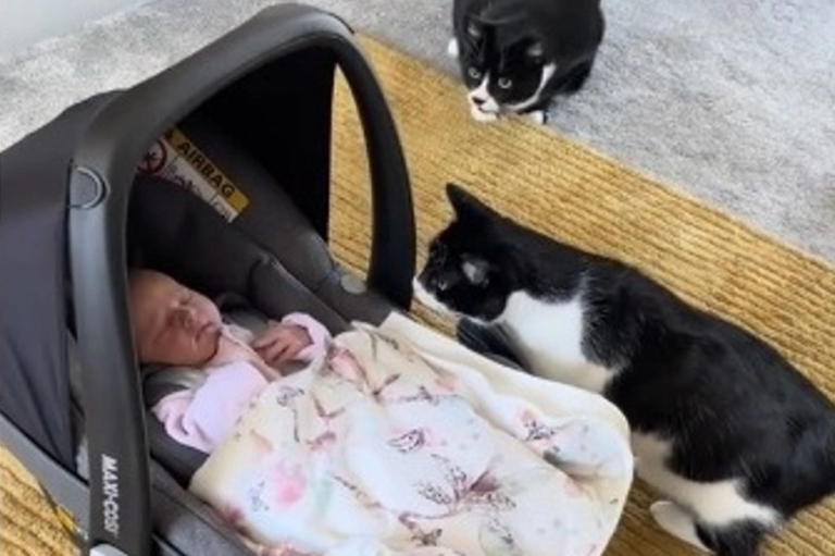 LA réaction de 3 chats faisant connaissance avec le nouveau-né de la famille (vidéo)