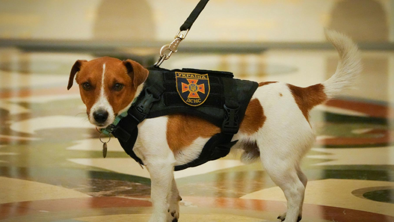 Patron, un petit Jack Russel héros de la guerre décoré par le Président Ukrainien