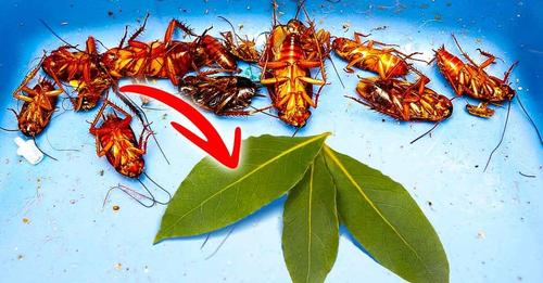 Une astuce simple pour chasser les cafards de votre cuisine