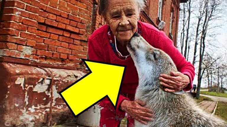 Une vieille femme solitaire, un loup… et une histoire bouleversante