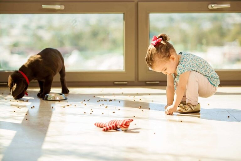 5 astuces pour garder son intérieur propre avec un chien