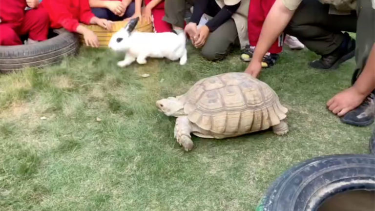 Une version chinoise réaliste de l’histoire « Le Lièvre et la Tortue »
