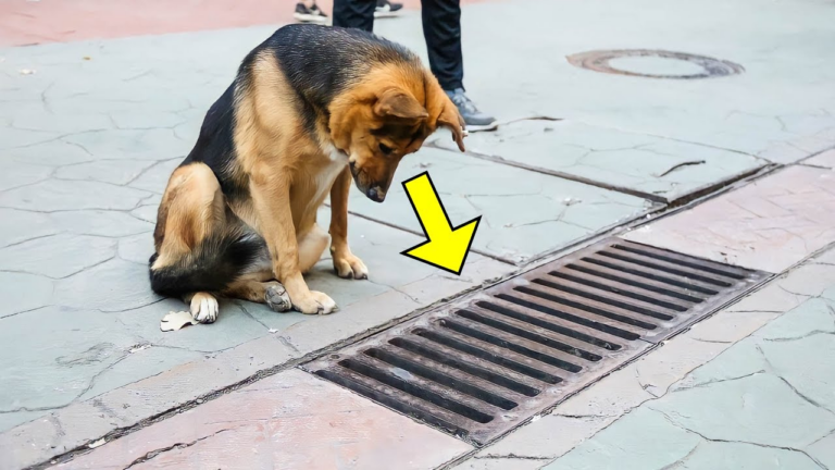 Le chien a regardé dans le collecteur d’eaux pluviales tous les jours, et quand il a été ouvert, les gens ont été choqués !