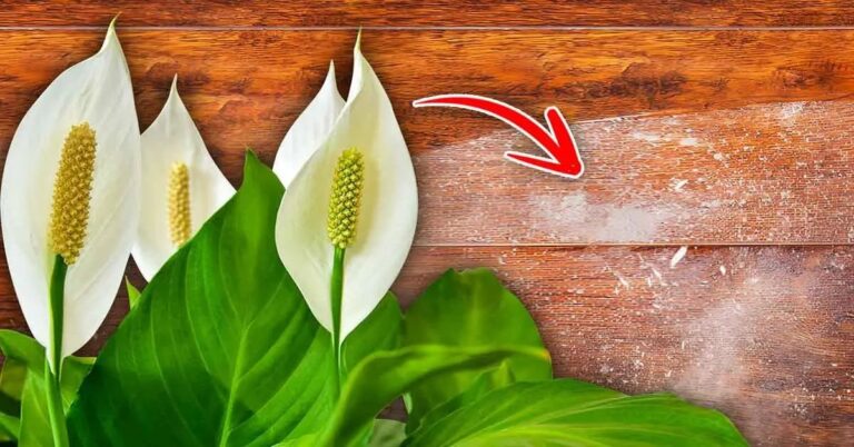 Ces plantes éliminent la poussière : elle sont idéales dans n’importe quelle maison