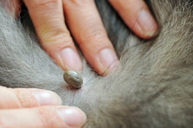 Mon chien a une tique : ce qu’il faut savoir avant de la retirer